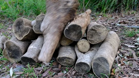 Dropping logs onto the log woodpile Stock Footage 93729666