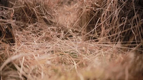 Dropping money in high grass Stock Footage 153708490