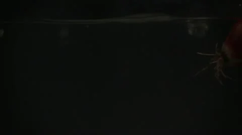 Dropping onions Stock Footage 12815896