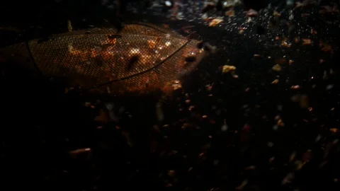 Dropping red ingredient into the water background Stock Footage 104050090