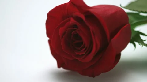 Dropping red rose, Slow Motion Stock Footage 21931499