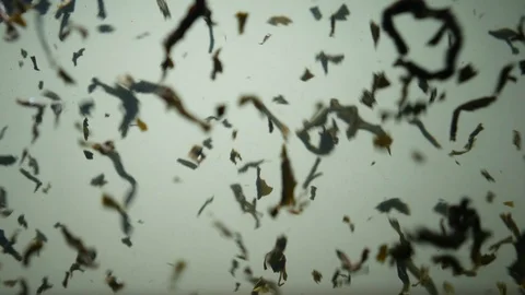Dropping tea into the water Stock Footage 102561018