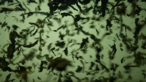 Dropping tea into the water Stock Footage 102561938