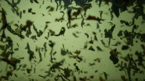 Dropping tea into the water Stock Footage 102564402