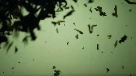 Dropping tea into the water Stock Footage 102564506
