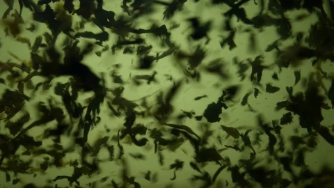 Dropping tea into the water Stock Footage 102568322