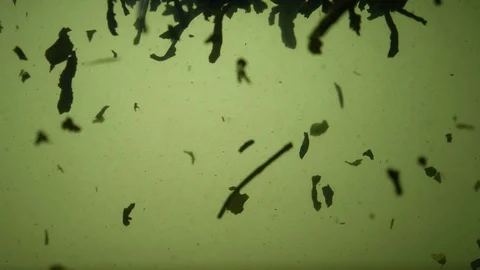 Dropping tea into the water Stock Footage 102568587