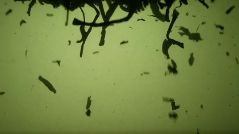 Dropping tea into the water Stock Footage 102571821