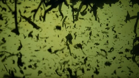 Dropping tea into the water Stock Footage 102573621