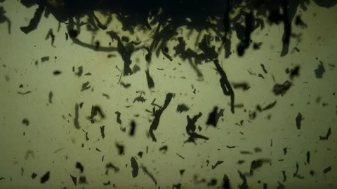 Dropping tea into the water Stock Footage 102575602