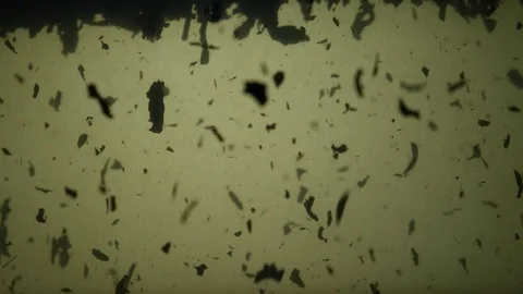 Dropping tea into the water Stock Footage 102577678