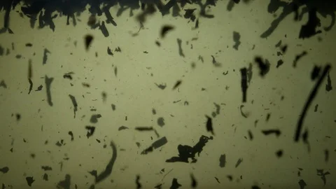 Dropping tea into the water Stock Footage 102578878