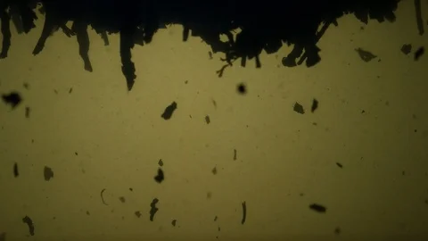 Dropping tea into the water Stock Footage 102584209