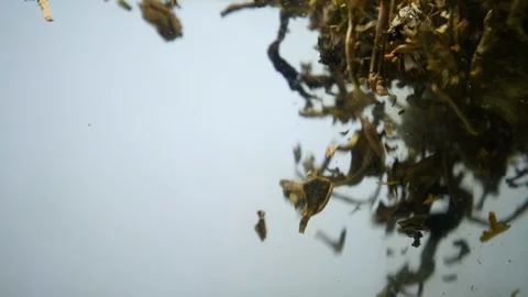 Dropping tea into the water Stock Footage 102589958
