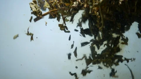 Dropping tea into the water Stock Footage 102589968