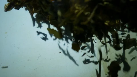 Dropping tea into the water Stock Footage 102590240