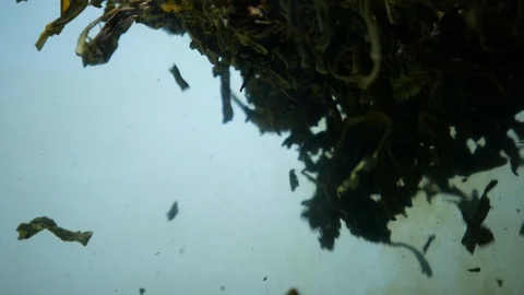 Dropping tea into the water Stock Footage 102590480