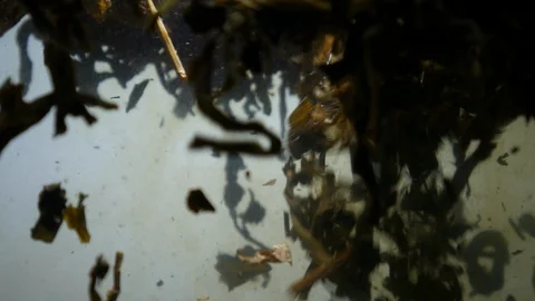 Dropping tea into the water Stock Footage 102590605