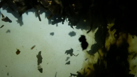 Dropping tea into the water Stock Footage 102590785