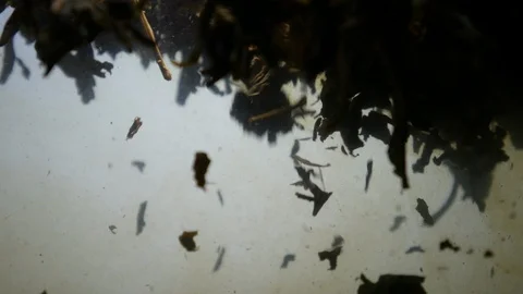 Dropping tea into the water Stock Footage 102590912