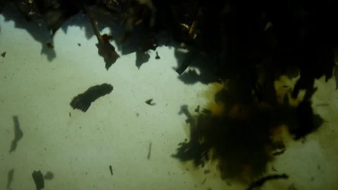 Dropping tea into the water Stock Footage 102591275