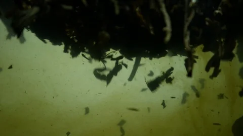 Dropping tea into the water Stock Footage 102591967