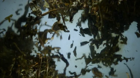 Dropping tea into the water Stock Footage 102592777