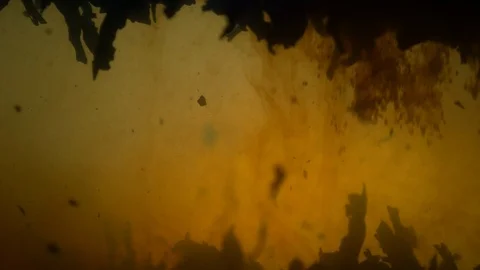 Dropping tea into the water Stock Footage 102594032