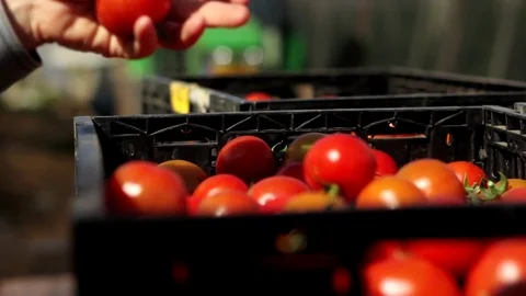 Dropping tomatoes into a box Stock Footage 83502266
