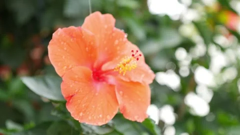 Dropping water droplets over orange Hibiscus flower Видео 147704755
