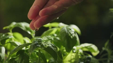 Dropping water from hand to leaves of basil plant. green plants on the balcony.  Stock Footage 246478807