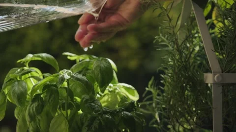 Dropping water from hand to leaves of basil plant. green plants on the balcony.  Stock Footage 246479034