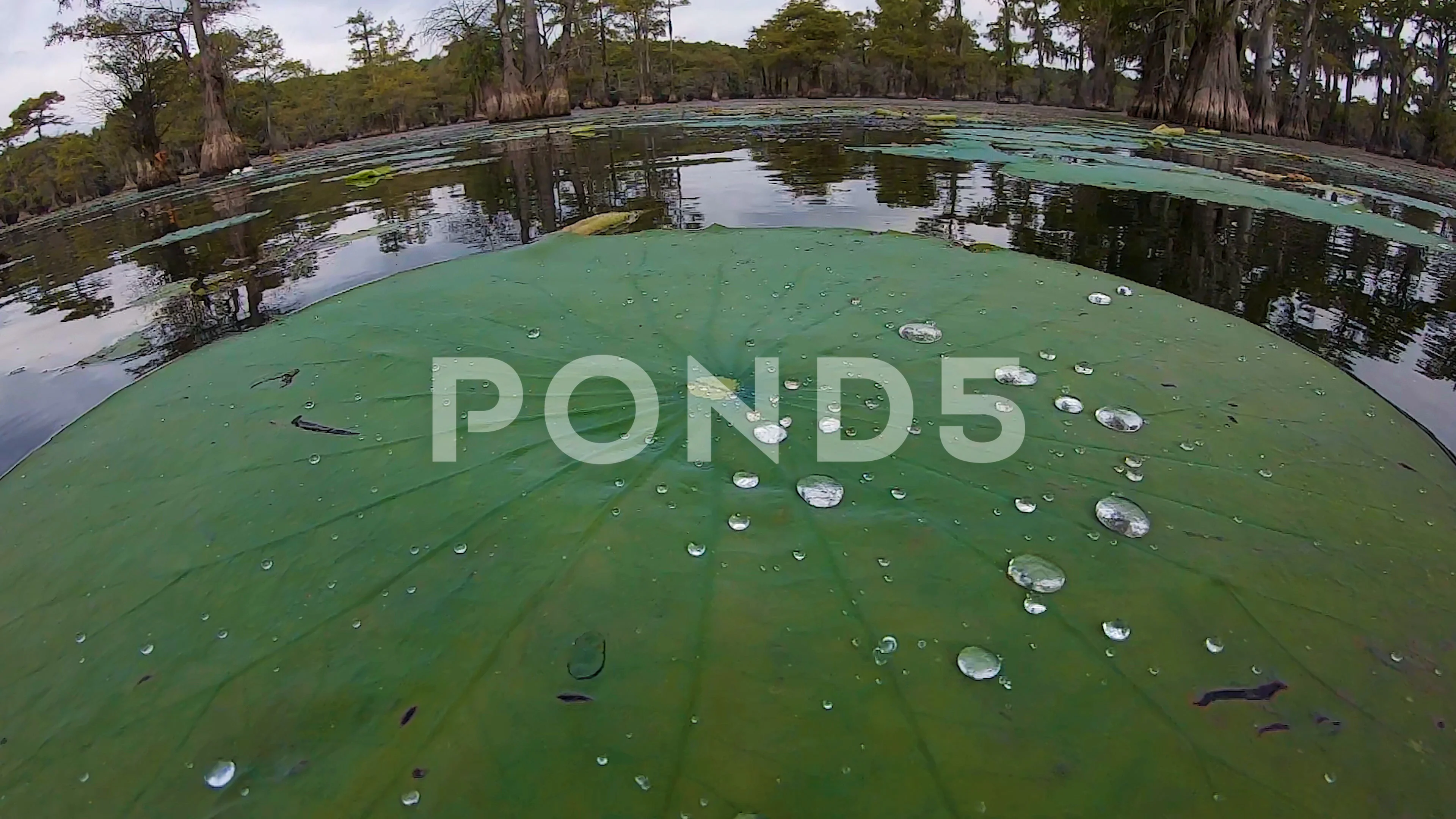 Hydrophobic Stock Video Footage Royalty Free Hydrophobic Videos Pond5