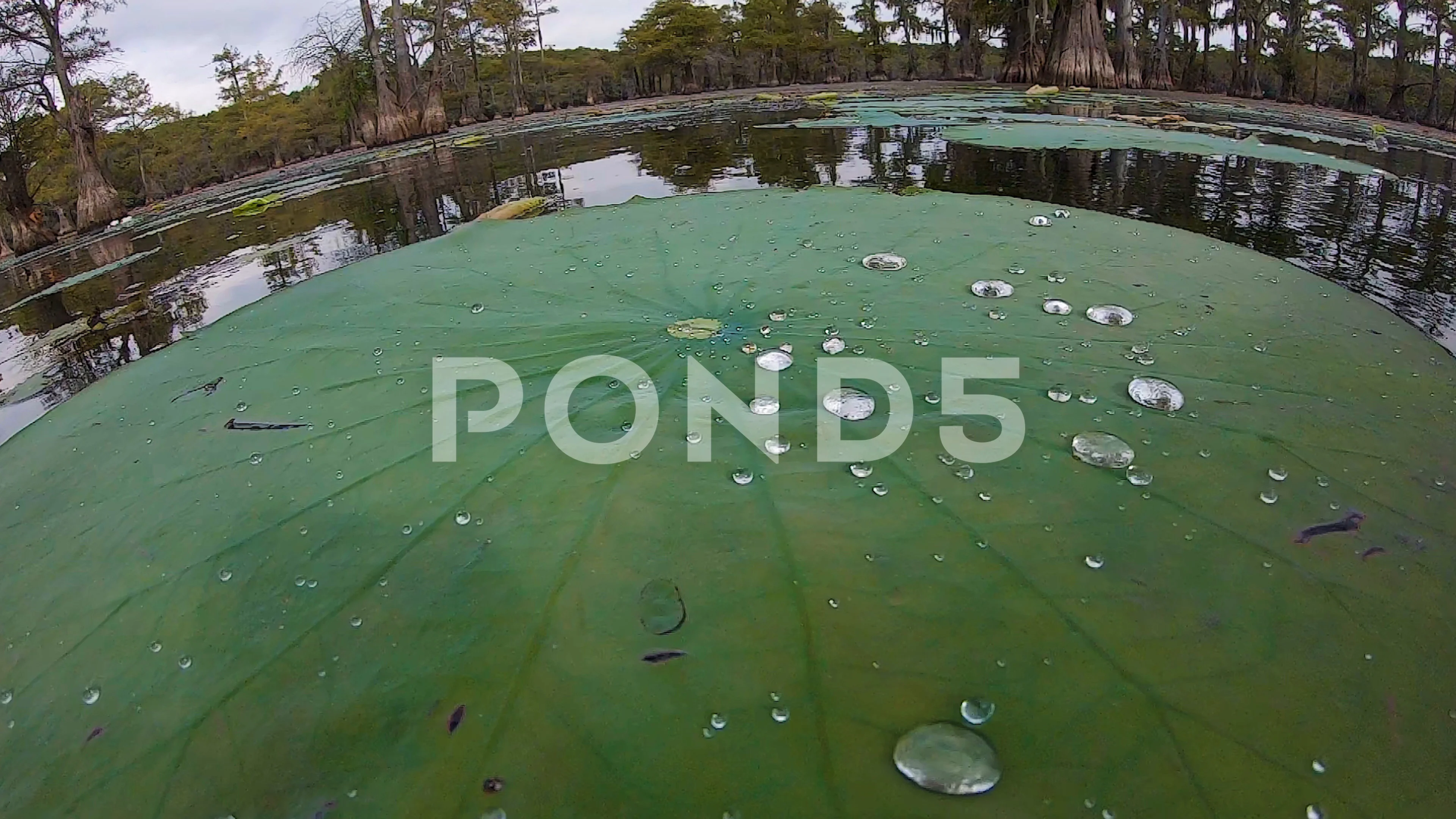 Hydrophobic Stock Video Footage Royalty Free Hydrophobic Videos Pond5