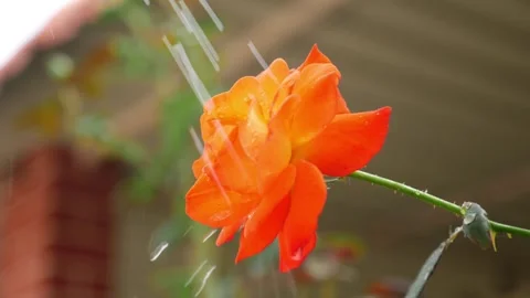 Dropping water over a orange rose flower Stock Footage 147704988