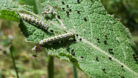 Droppings and caterpillars on a leaf, The mullein moth (Cucullia verbasci)  Stock Footage 183435133