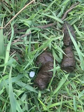 Droppings are scattered on a patch of green grass, indicating recent animal Stock Photos