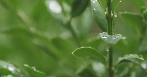 Drops 14 Stock Footage 26186647