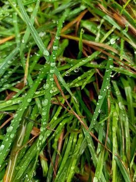 Drops after rain. Dew on the grass. Stock Photos