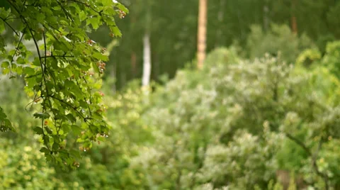 Drops after rain Stock Footage 37567847