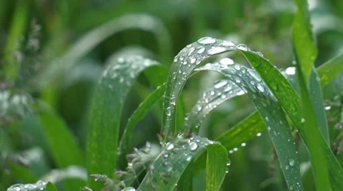 Drops After the Rain Stock Footage 39645728