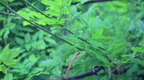 Drops after the rain in the forest Stock Footage 52433812