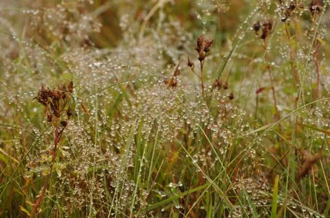 Drops after rain Stock Photos