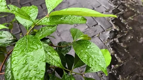 Drops and bubbles of pure rain water falling on green leaves plant (3) Stock Footage 318192123