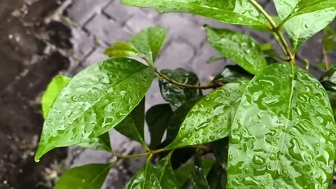 Drops and bubbles of pure rain water falling on green leaves plant (2) Stock Footage 319425002