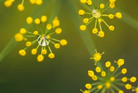 Drops and Flower Stock Photos