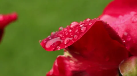 Drops and roses Stock Footage 34506631