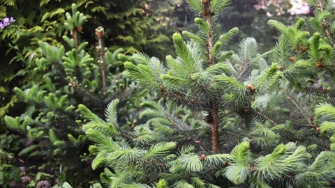 Drops and splashes of water on the branches of a young spruce during watering Stock Footage 201145232