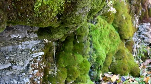 Drops and trickles of clear water flow down from mossy cliff. Stock Footage 81543521