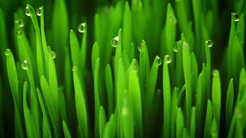 Drops and Young Sprouts 스톡 동영상 106465696